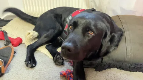 Miniature de la vidéo titrée \"Roucky, le chien d'assistance judiciaire héros d'une BD"